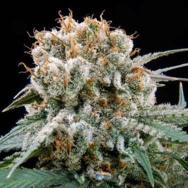 Choco Cream de BSF Seeds