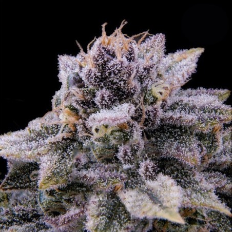 GTA de BSF Seeds