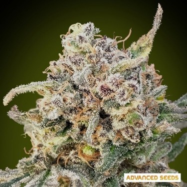 Graine Auto Somango Blue