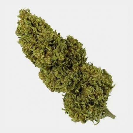 Fleurs de CBD Outdoor 25 g + Trousse anti-odeur GB Blue Cheese