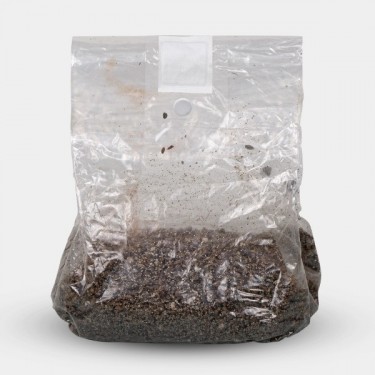 Sac de culture pour champignons - GB The Green Brand