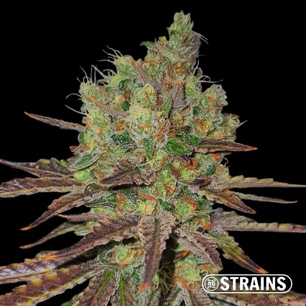 Voir Permanent Maker by GB Strains - GB The Green Brand