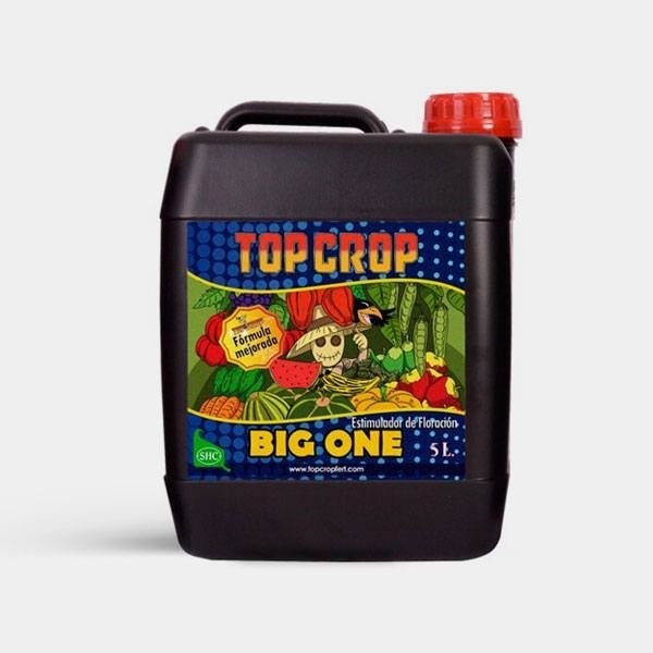 Big One - Top Crop