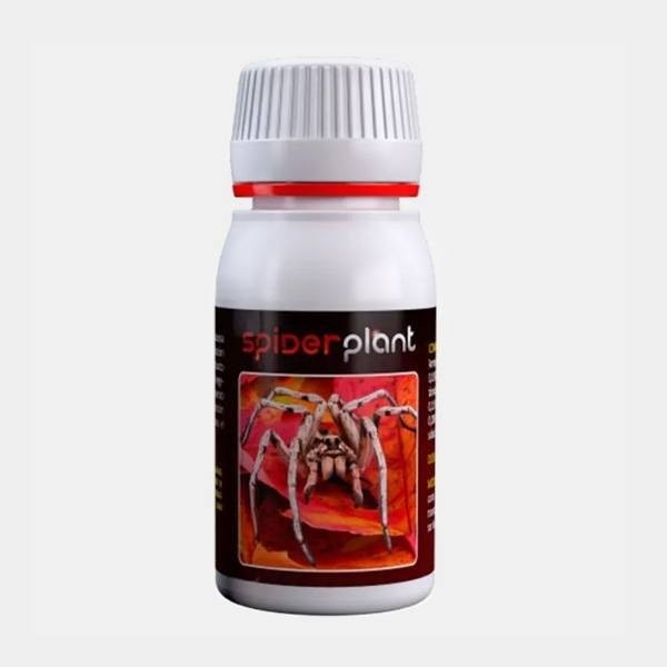 Spiderplant Anti Acariens