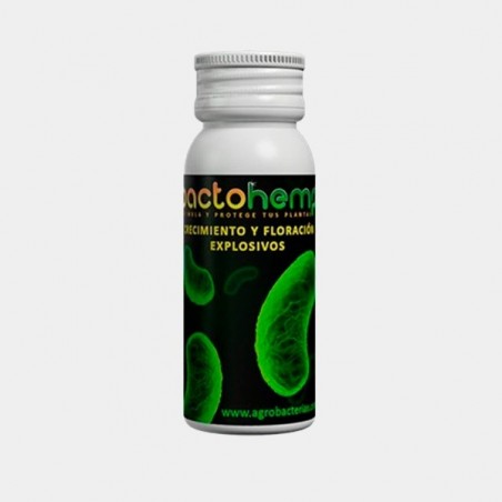 Bactohemp Croissance de Agrobacterias - Grow Barato