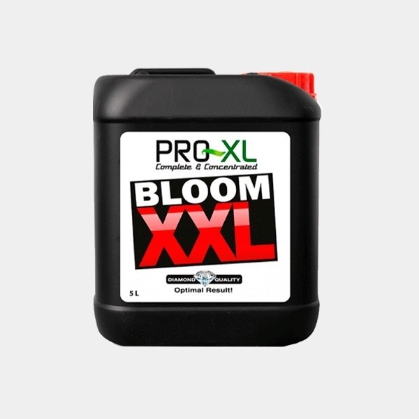 Bloom XXL