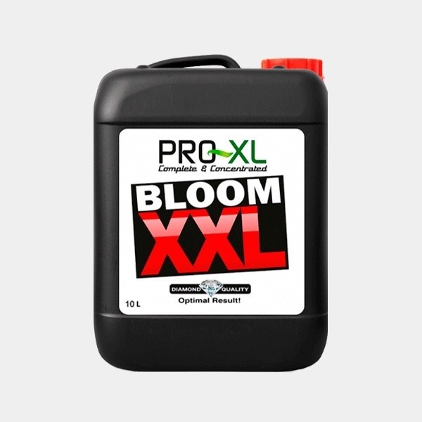 Bloom XXL