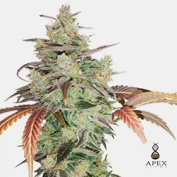 Voir Auto Super Monkey XXL de la banque Apex Seeds - Grow Barato
