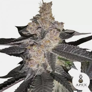Auto Biscotti de la banque Apex Seeds Autofloraison - Grow Barato