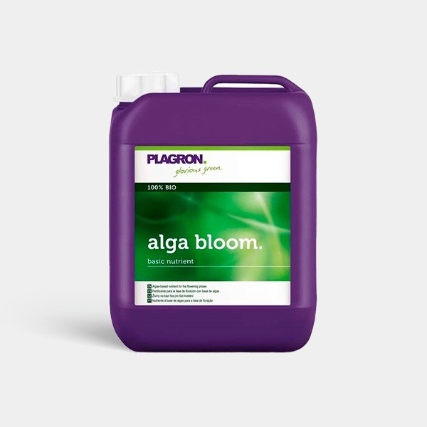 Alga Bloom