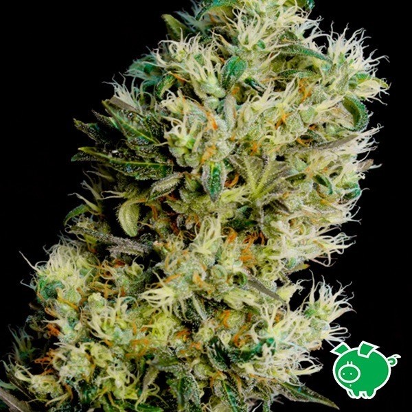 Voir Graines Amnesia Bilbo auto de Genehtik - Grow Barato