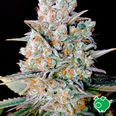 Graines Kritikal Bilbo auto de Genehtik - Grow Barato