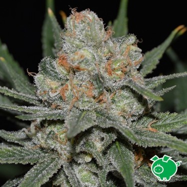 Graines Nevil Bilbo Auto de Genehtik - Grow Barato