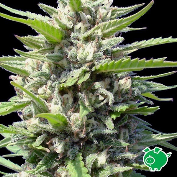 Graines Northern Lights auto de Genehtik - Grow Barato