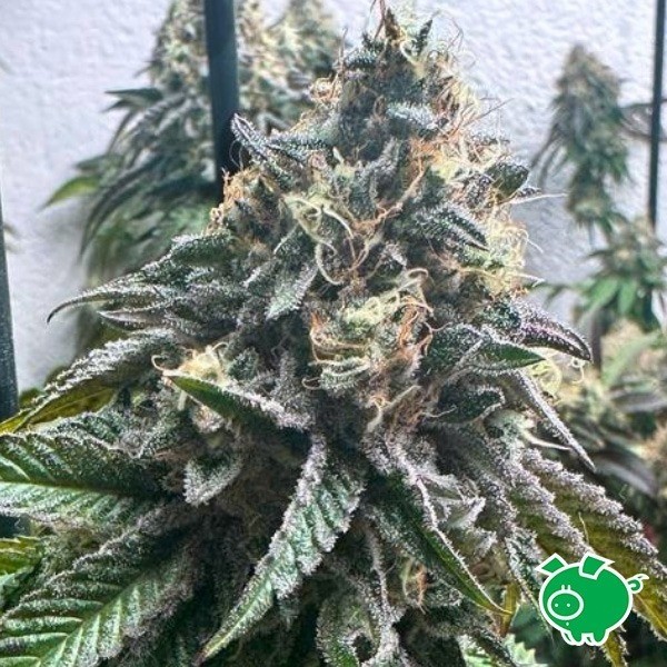 Voir Strawbilbo Banana Auto - Genethik - GB The Green Brand