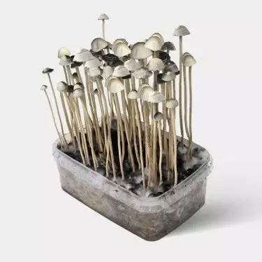 champignons magiques Copelandia Hawaiian