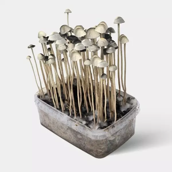 champignons magiques Copelandia Hawaiian