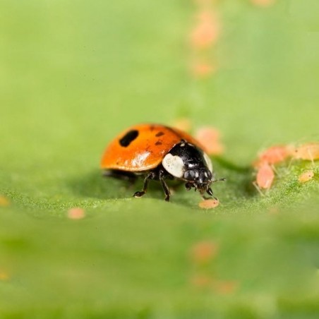 Adalia bipunctata contre les pucerons