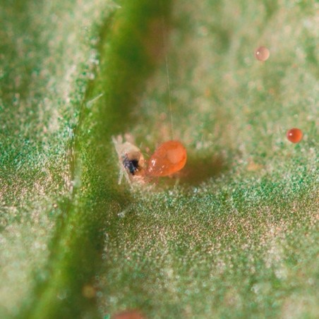 Spical Plus (Neoseiulus Californicus) - Grow Barato