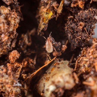 Entomite-M 10000 (Hypoaspis Miles) - GB The Green Brand