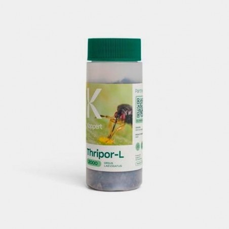 L'Orius Laevigatus contre les Thrips. - Grow Barato