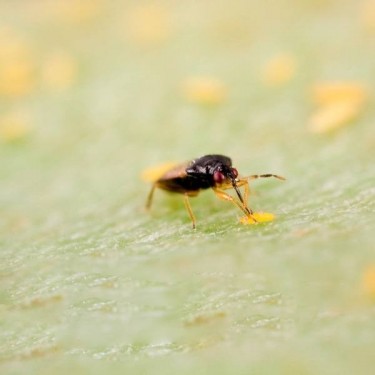 L'Orius Laevigatus contre les Thrips. - Grow Barato