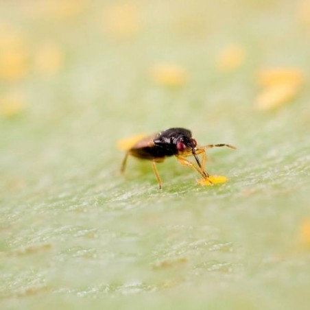 L'Orius Laevigatus contre les Thrips. - Grow Barato