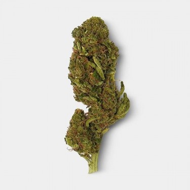 Fleurs CBD GB 'Los Santos Kush' bourgeon