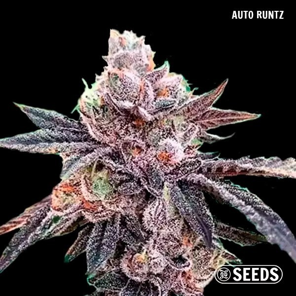 GB Seeds Box Auto - Auto Runz