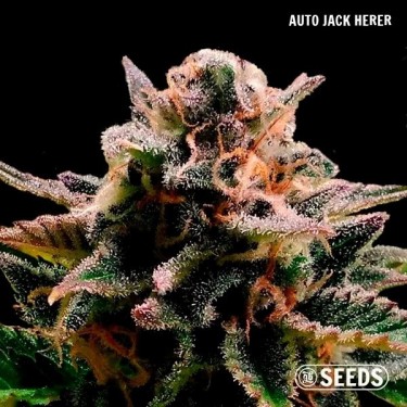 GB Seeds Box Auto - Auto Jack Herer