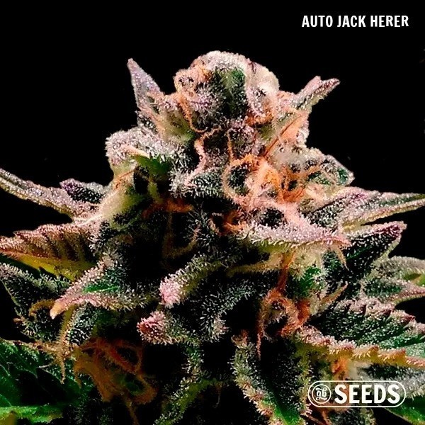 GB Seeds Box Auto - Auto Jack Herer