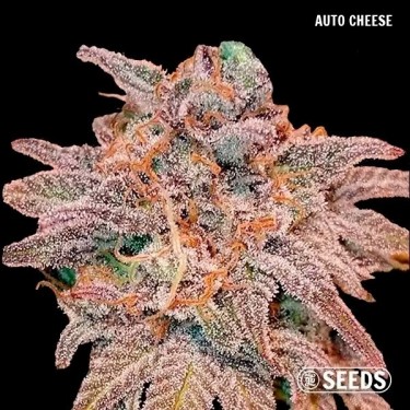 GB Seeds Box Auto - Auto Cheese