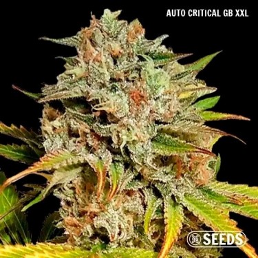 GB Seeds Box Auto - Auto Critical GB XXL