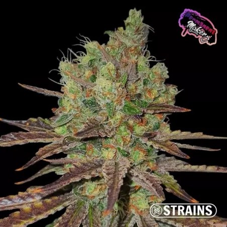 Strain Box 1 de GB Strains .  GB The Green Brand