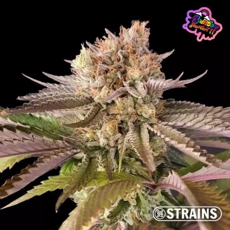 Strain Box 1 de GB Strains .  GB The Green Brand