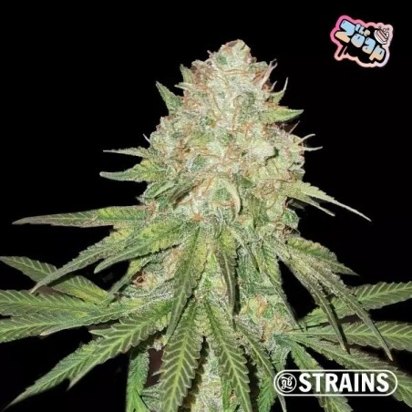 Strain Box 1 de GB Strains .  GB The Green Brand