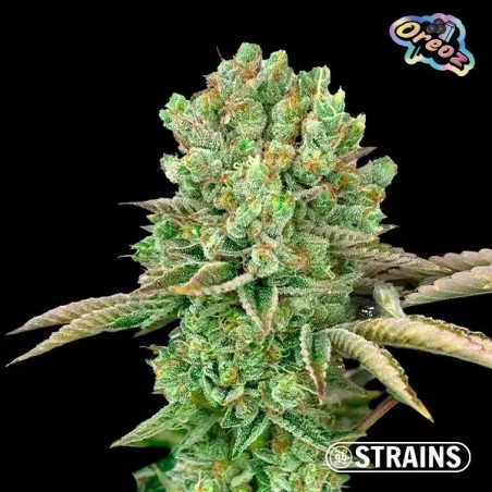 Strain Box 2