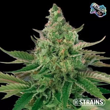 Strain Box 2