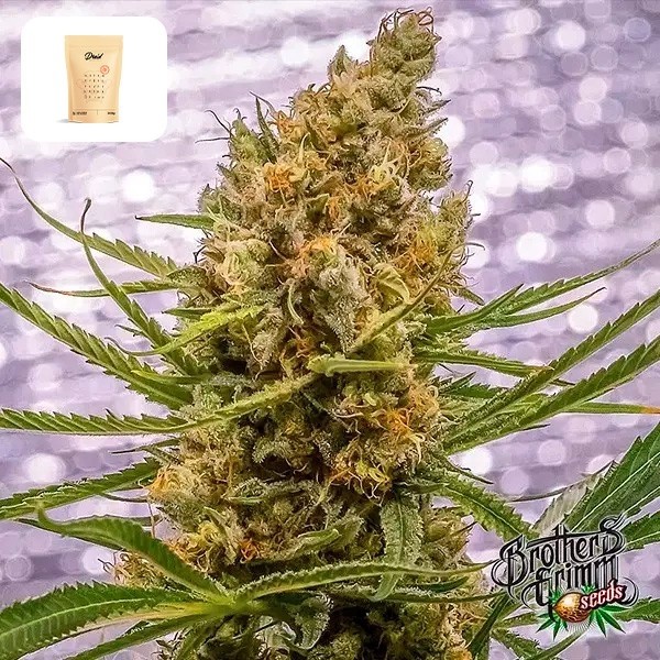 Voir Pineapple XX de Brothers Grimm - GB The Green Brand