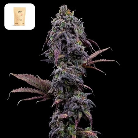 Princess Haze XX de Brothers Grimm - GB The Green Brand