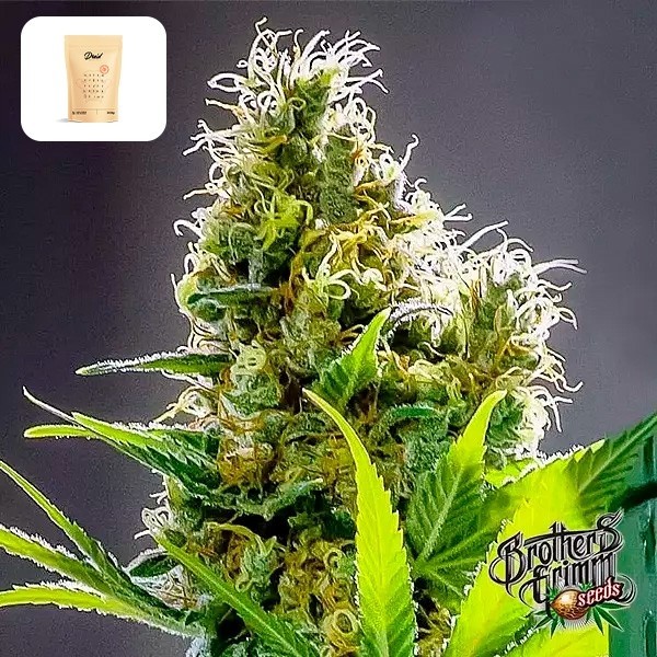 Apollo Haze de Brothers Grimm Seeds - GB The Green Brand