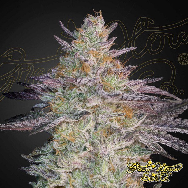 Voir Super Lemon Haze x GMO