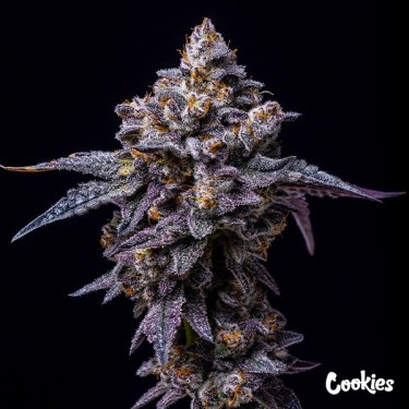 Hollywood - Cookies Seed Bank