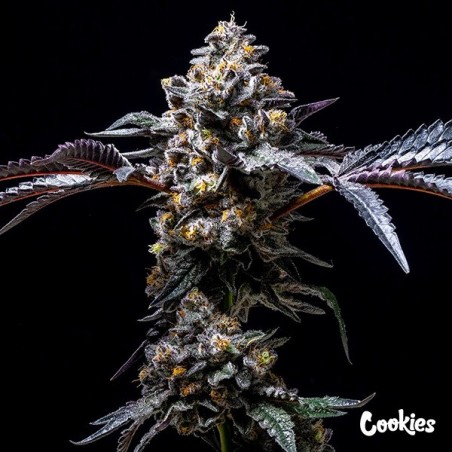 Lemon Cherry Pop - Cookies Seed Bank