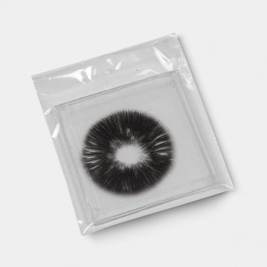 Empreinte de Spores McKennaii sous vide