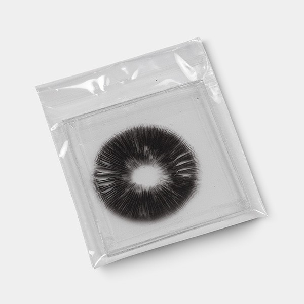 Empreinte de Spores McKennaii sous vide