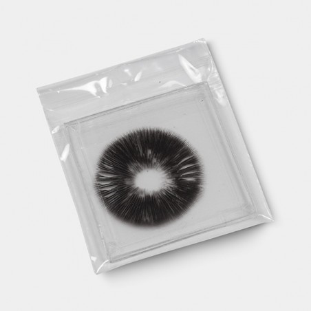 Empreinte de Spores McKennaii sous vide