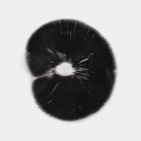 Empreinte de Spores B+