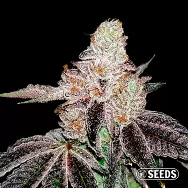 Jealousy GB Seeds en vrac - GB The Green Brand
