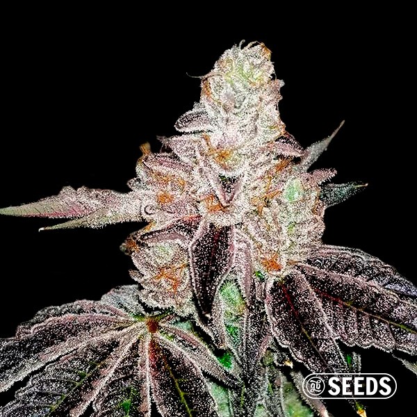 Voir Jealousy GB Seeds en vrac - GB The Green Brand